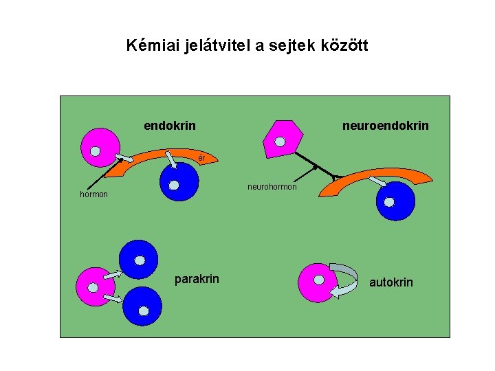 Kémiai jelátvitel a sejtek között endokrin neuroendokrin ér neurohormon parakrin autokrin 