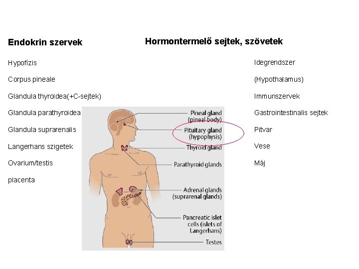 Endokrin szervek Hormontermelő sejtek, szövetek Hypofízis Idegrendszer Corpus pineale (Hypothalamus) Glandula thyroidea(+C-sejtek) Immunszervek Glandula