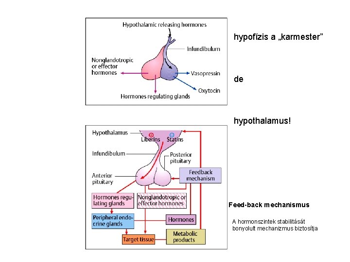 hypofízis a „karmester” de hypothalamus! Feed-back mechanismus A hormonszintek stabilitását bonyolult mechanizmus biztosítja 