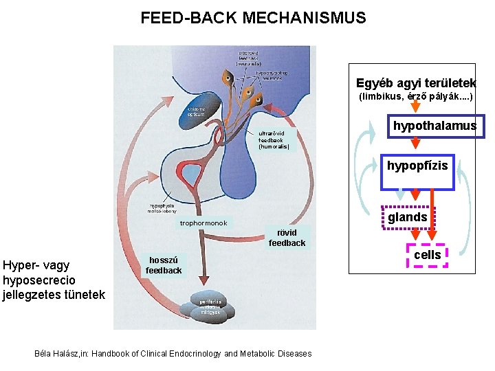 FEED-BACK MECHANISMUS Egyéb agyi területek (limbikus, érző pályák. . ) ultrarövid feedback (humoralis) hypothalamus