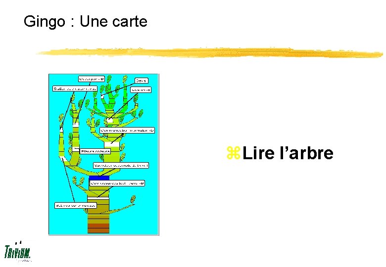Gingo : Une carte z. Lire l’arbre 