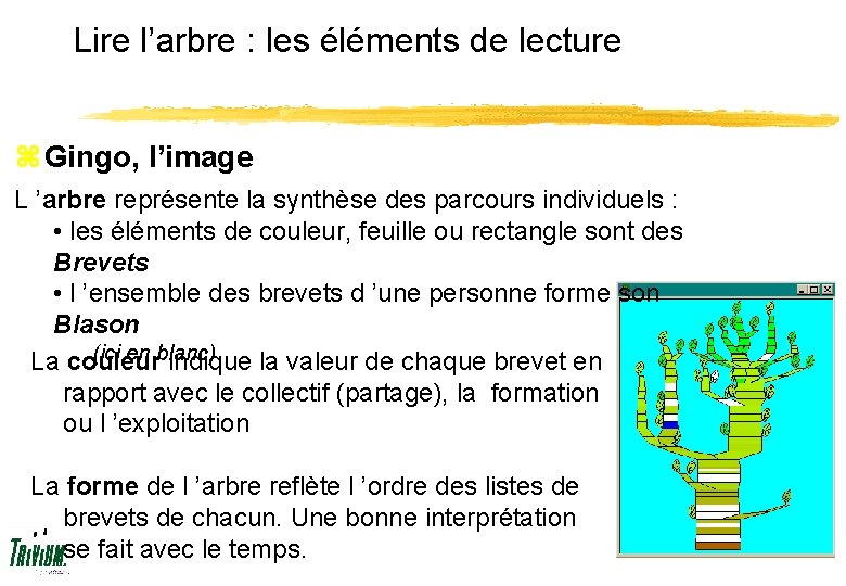 Lire l’arbre : les éléments de lecture z Gingo, l’image L ’arbre représente la