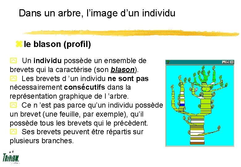 Dans un arbre, l’image d’un individu z le blason (profil) y Un individu possède