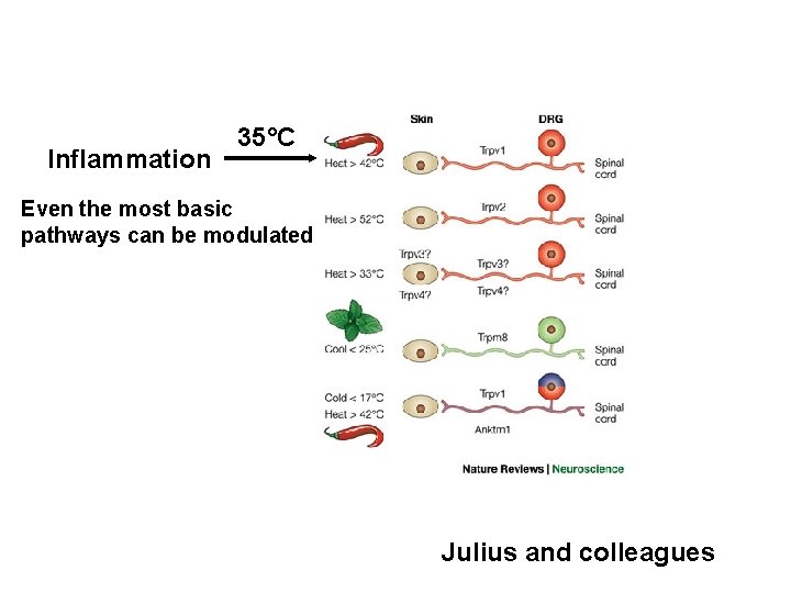 Inflammation 35°C Even the most basic pathways can be modulated Julius and colleagues 