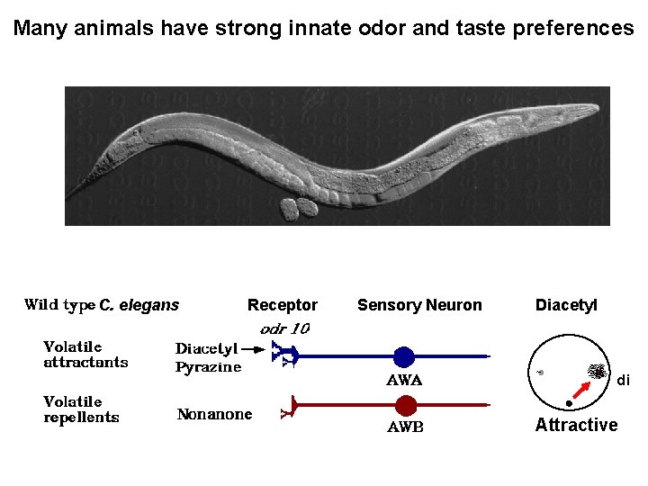 Many animals have strong innate odor and taste preferences C. elegans Receptor Sensory Neuron
