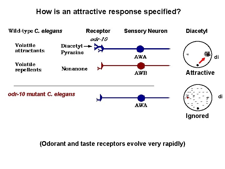 How is an attractive response specified? C. elegans Receptor Sensory Neuron Diacetyl di Attractive