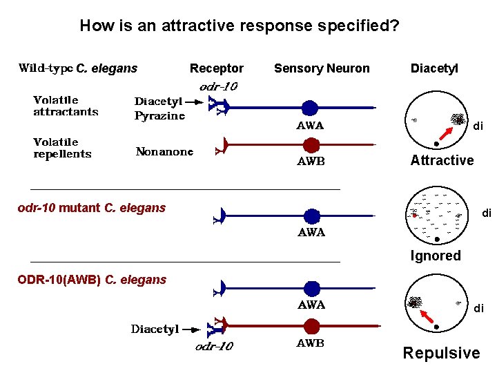 How is an attractive response specified? C. elegans Receptor Sensory Neuron Diacetyl di Attractive