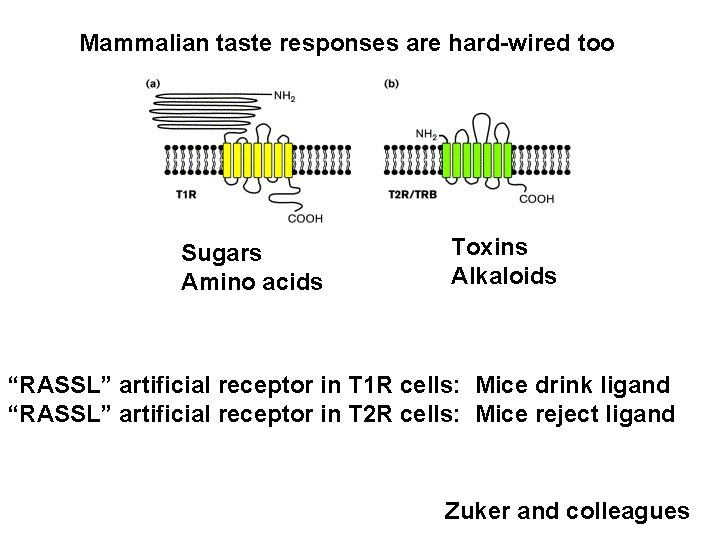 Mammalian taste responses are hard-wired too Sugars Amino acids Toxins Alkaloids “RASSL” artificial receptor