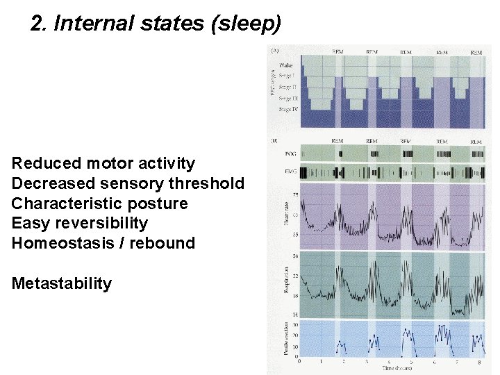 2. Internal states (sleep) Reduced motor activity Decreased sensory threshold Characteristic posture Easy reversibility