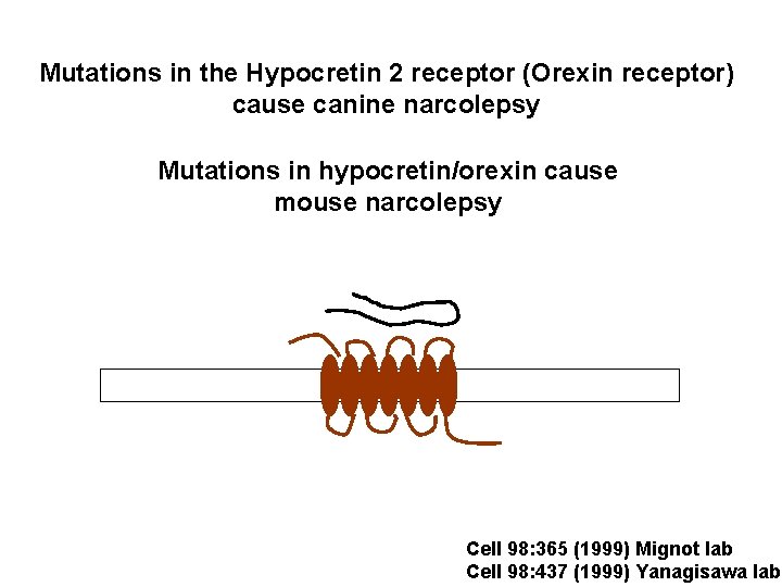 Mutations in the Hypocretin 2 receptor (Orexin receptor) cause canine narcolepsy Mutations in hypocretin/orexin