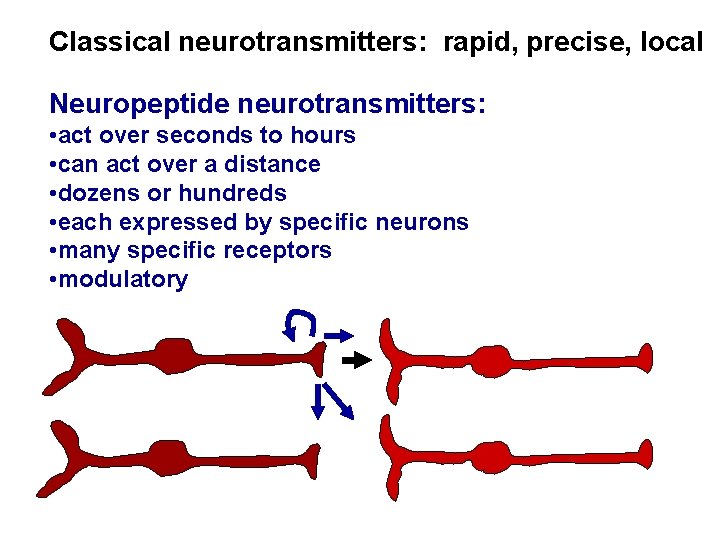 Classical neurotransmitters: rapid, precise, local Neuropeptide neurotransmitters: • act over seconds to hours •