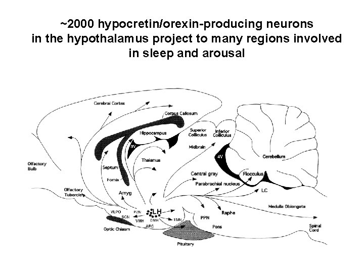 ~2000 hypocretin/orexin-producing neurons in the hypothalamus project to many regions involved in sleep and