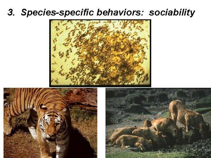 3. Species-specific behaviors: sociability 