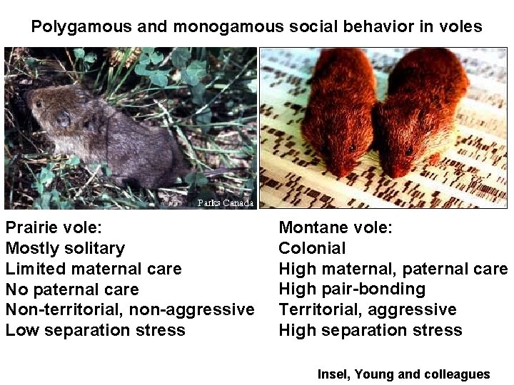 Polygamous and monogamous social behavior in voles Prairie vole: Mostly solitary Limited maternal care