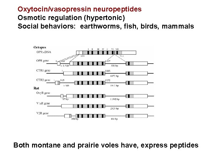 Oxytocin/vasopressin neuropeptides Osmotic regulation (hypertonic) Social behaviors: earthworms, fish, birds, mammals Both montane and