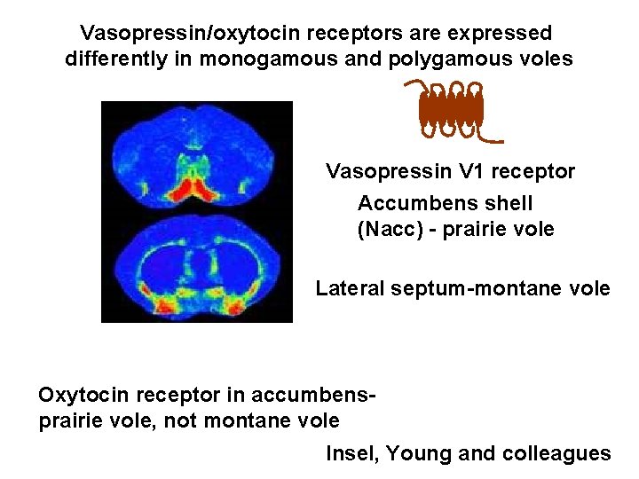 Vasopressin/oxytocin receptors are expressed differently in monogamous and polygamous voles Vasopressin V 1 receptor