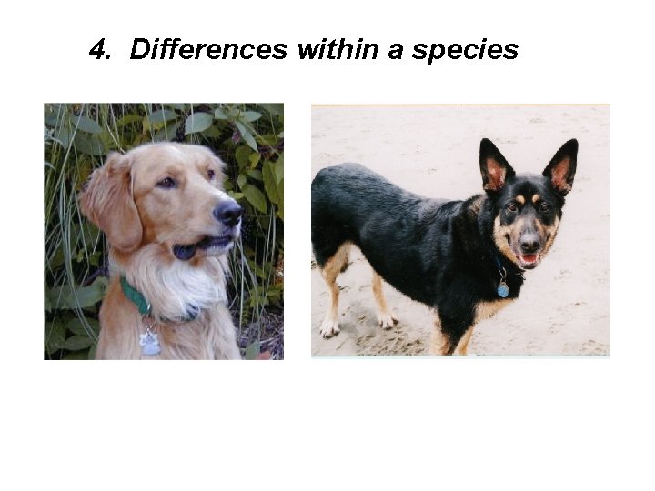 4. Differences within a species 