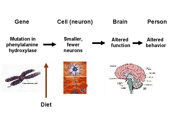 Gene Cell (neuron) Mutation in phenylalanine hydroxylase Smaller, fewer neurons Diet Brain Person Altered