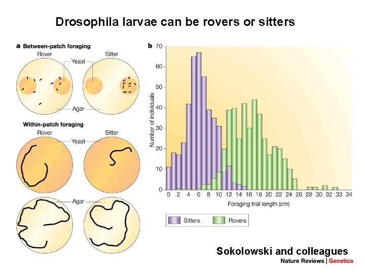 Drosophila larvae can be rovers or sitters Sokolowski and colleagues 