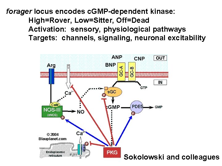 forager locus encodes c. GMP-dependent kinase: High=Rover, Low=Sitter, Off=Dead Activation: sensory, physiological pathways Targets: