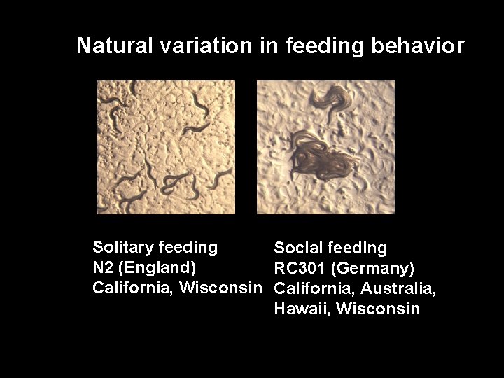 Natural variation in feeding behavior Solitary feeding Social feeding N 2 (England) RC 301