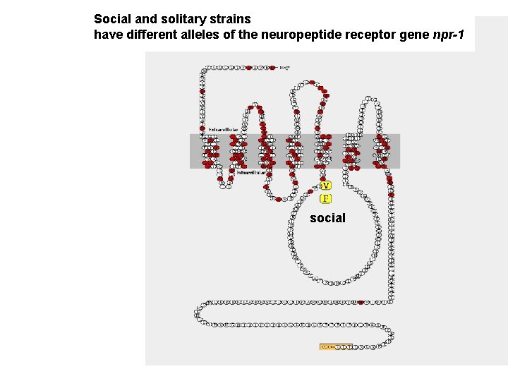 Social and solitary strains have different alleles of the neuropeptide receptor gene npr-1 social