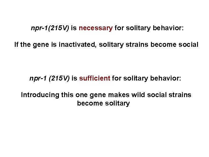 npr-1(215 V) is necessary for solitary behavior: If the gene is inactivated, solitary strains