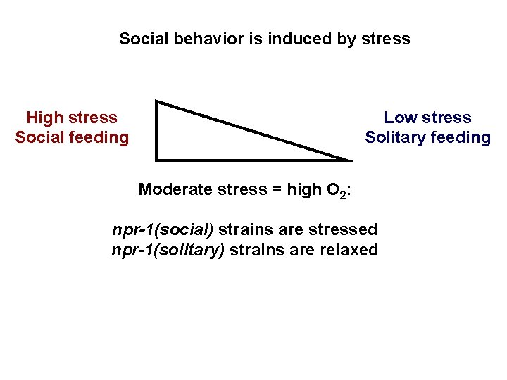Social behavior is induced by stress High stress Social feeding Low stress Solitary feeding