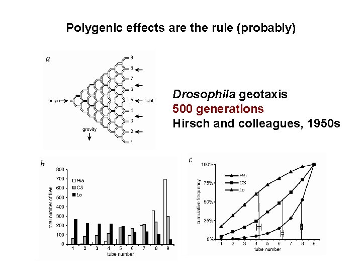 Polygenic effects are the rule (probably) Drosophila geotaxis 500 generations Hirsch and colleagues, 1950