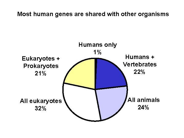 Most human genes are shared with other organisms Eukaryotes + Prokaryotes 21% All eukaryotes