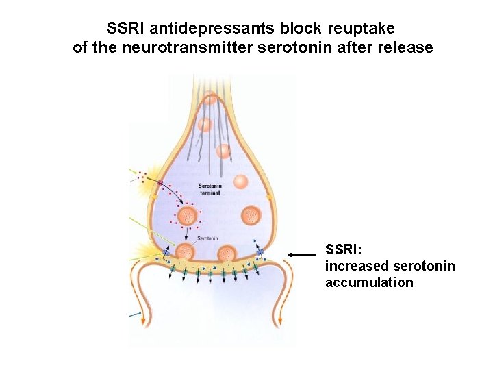 SSRI antidepressants block reuptake of the neurotransmitter serotonin after release SSRI: increased serotonin accumulation