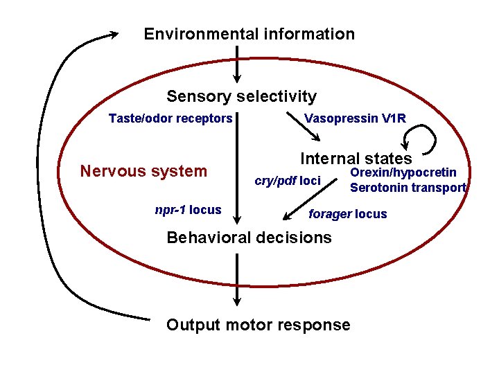 Environmental information Sensory selectivity Taste/odor receptors Nervous system npr-1 locus Vasopressin V 1 R