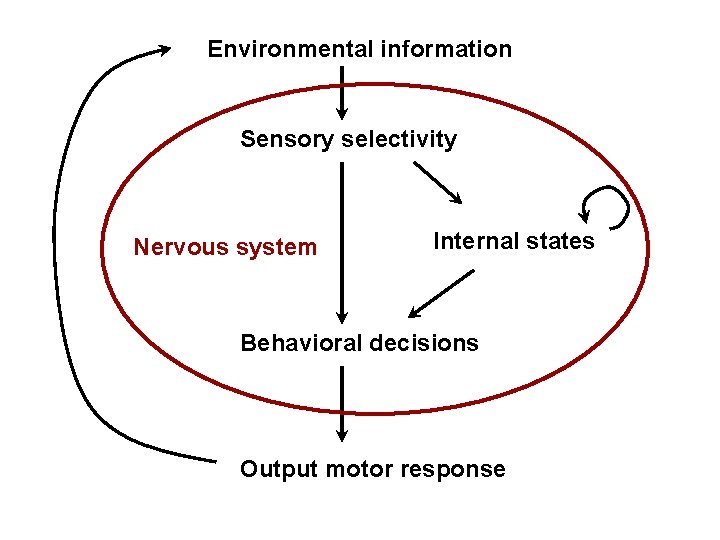 Environmental information Sensory selectivity Nervous system Internal states Behavioral decisions Output motor response 