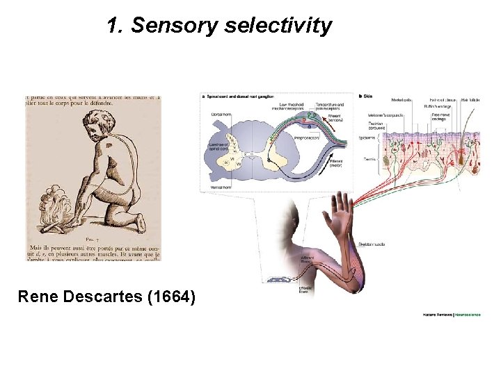 1. Sensory selectivity Rene Descartes (1664) 