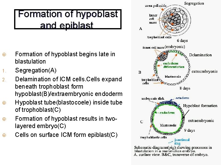 Formation of hypoblast and epiblast. 1. 2. Formation of hypoblast begins late in blastulation