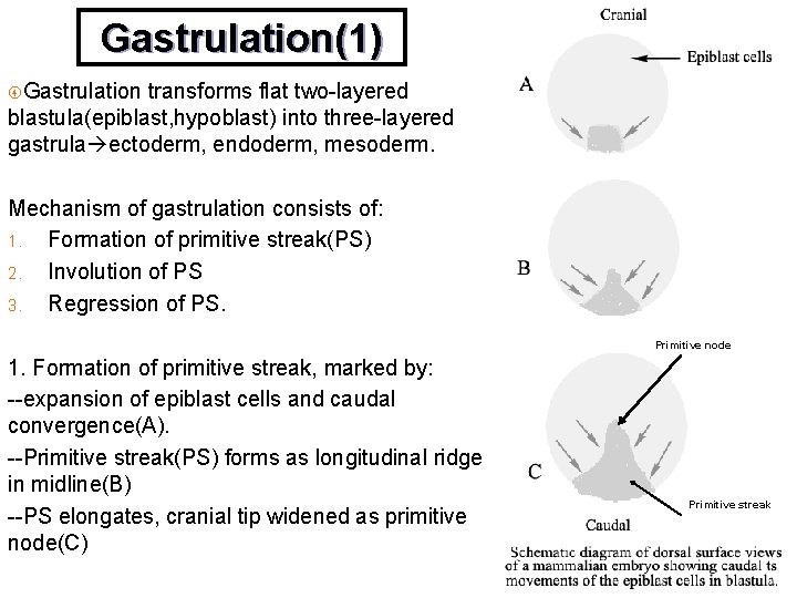 Gastrulation(1) Gastrulation transforms flat two-layered blastula(epiblast, hypoblast) into three-layered gastrula ectoderm, endoderm, mesoderm. Mechanism