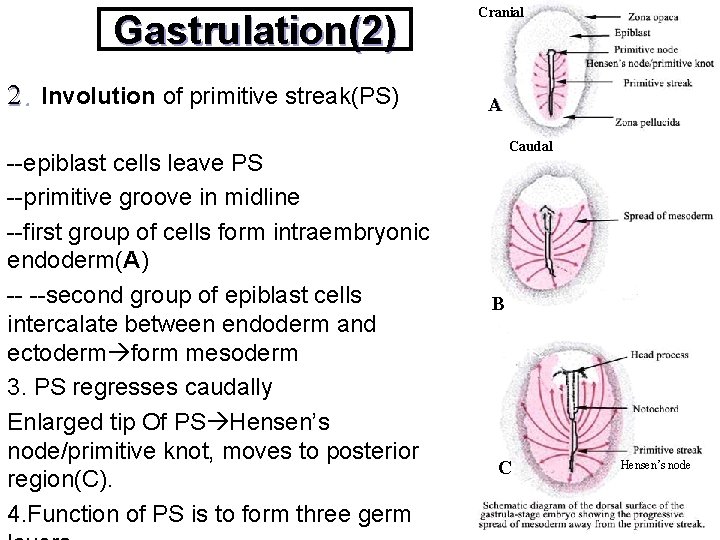 Gastrulation(2) 2. Involution of primitive streak(PS) --epiblast cells leave PS --primitive groove in midline