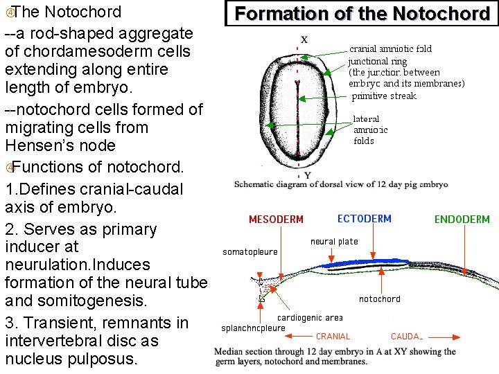  The Notochord --a rod-shaped aggregate of chordamesoderm cells extending along entire length of