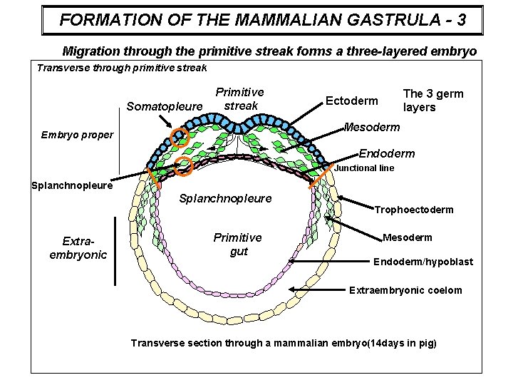 FORMATION OF THE MAMMALIAN GASTRULA - 3 Migration through the primitive streak forms a