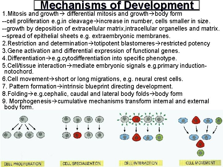Mechanisms of Development 1. Mitosis and growth differential mitosis and growth body form --cell