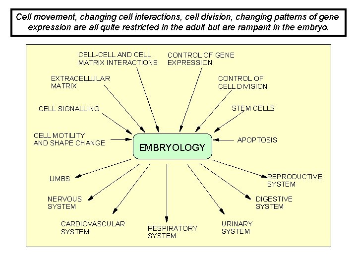 Cell movement, changing cell interactions, cell division, changing patterns of gene expression are all