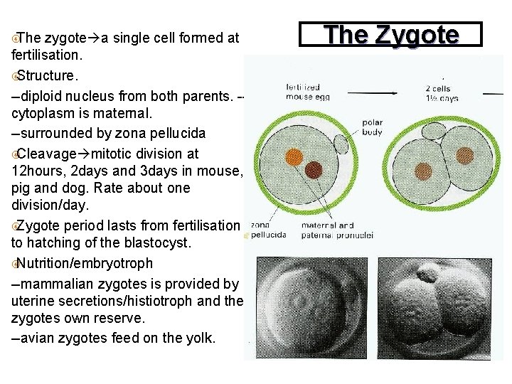  The zygote a single cell formed at fertilisation. Structure. --diploid nucleus from both