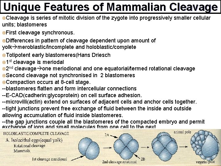 Unique Features of Mammalian Cleavage is series of mitotic division of the zygote into