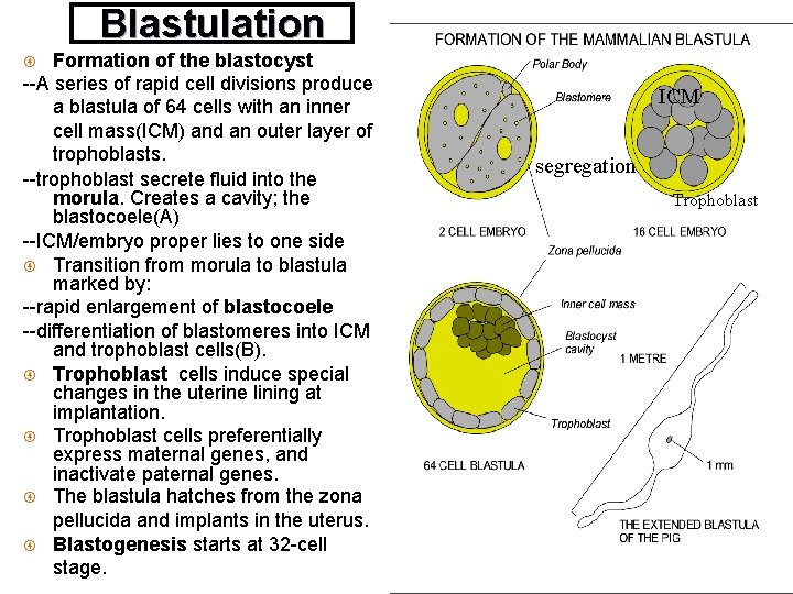 Blastulation Formation of the blastocyst --A series of rapid cell divisions produce a blastula