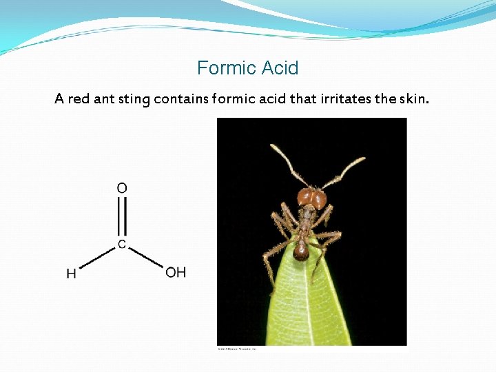 Formic Acid A red ant sting contains formic acid that irritates the skin. 