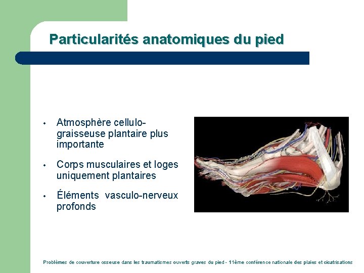 Particularités anatomiques du pied • Atmosphère cellulograisseuse plantaire plus importante • Corps musculaires et
