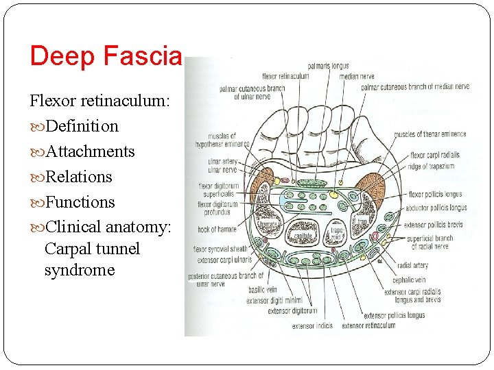 Deep Fascia Flexor retinaculum: Definition Attachments Relations Functions Clinical anatomy: Carpal tunnel syndrome 