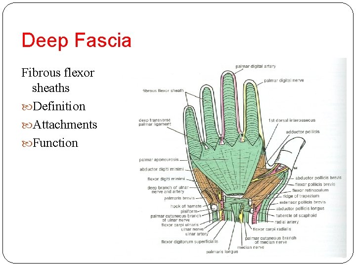 Deep Fascia Fibrous flexor sheaths Definition Attachments Function 