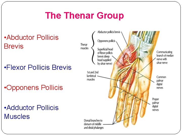 The Thenar Group • Abductor Pollicis Brevis • Flexor Pollicis Brevis • Opponens Pollicis