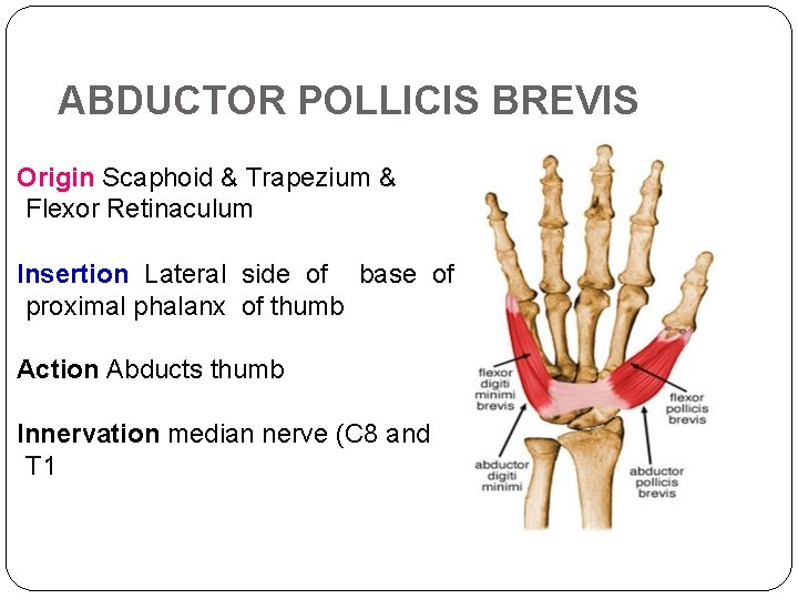 ABDUCTOR POLLICIS BREVIS Origin Scaphoid & Trapezium & Flexor Retinaculum Insertion Lateral side of